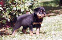 Ninhada D